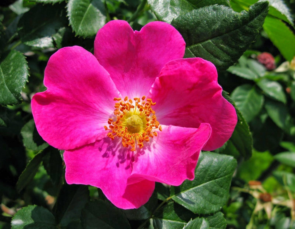 Aceite vegetal de rosa mosqueta