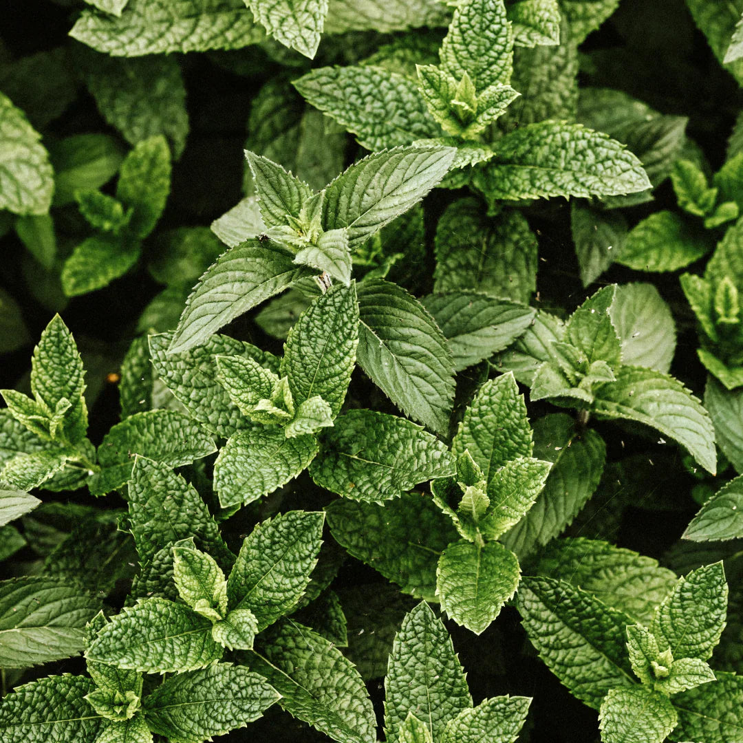 Aceite esencial de menta piperita
